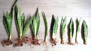 3 Easy Ways To Propagate Houseplants Mulhall S