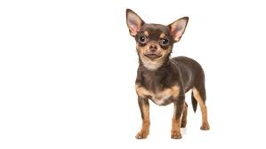 Breeders of merit are denoted by level in ascending order of: Chihuahua Smooth Coat Dog Breed Information Purina