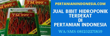 Jual bibit hidroponik terdekat peluang usaha menguntungkan. Jual Bibit Hidroponik Terdekat Kualitas Unggul