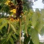 Image result for Markhamia tomentosa