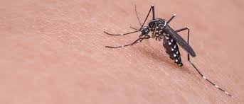 Gratis untuk komersial tidak perlu kredit bebas hak cipta. Membasmi Nyamuk Aedes Aegypti Selain Fogging Guesehat