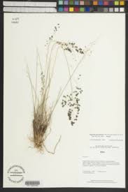 Image result for Eragrostis botryodes