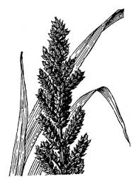 Image result for Echinochloa frumentacea