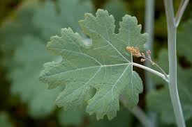 Image result for Macleaya