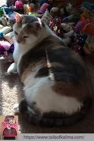 Tails Of Kali Ma Is For Cat Lovers Everywhere Kali Ma Is The Story Of A Cat That Went From Rescue Cat To Therapy Cat Her W Cat Care Therapy Cat Cat Allergies