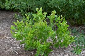 Image result for Baphia speciosa