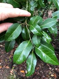 Image result for Drypetes