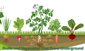 Fruits And Vegetables That Grow Underground Gardeninghow Com