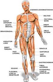 Musculatura Corpului Uman Vedere Fata Muscular System Muscle Anatomy Human Muscle Anatomy