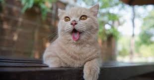 Keep reading to learn the signs of whether your cat is happy or if it needs. Why Do Cats Stick Out Their Tongue Zooawesome