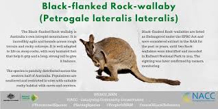 The wallaby eats leaves, fruits, and herbs. Nacc On Twitter Black Flanked Rock Wallabies Are Listed As Endangered Under The Epbc Act And Were Considered Extinct In The Nacc Nrm Region For The Past 20 Years Until Two Rock Wallabies Were Identified And