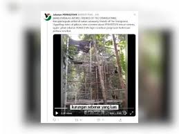 A baby saltwater crocodile believed to have been released by irresponsible individuals, was seen wandering at the shah alam lake in section 14 here today, according to the selangor department of wildlife and national parks (perhilitan). Ia Hanya Kurungan Sementara Perhilitan