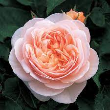 Sweet Juliet Juliet Garden Rose David Austin Roses Fragrant Roses