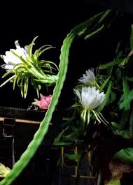 Image result for hoa quynh images