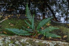 Image result for Blechnum attenuatum