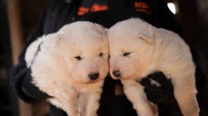 Our puppies come from excellent bloodlines without any health issues. Over 160 Dogs And Puppies Were Rescued From An Iowa Puppy Mill With The Aspca S Help Teen Vogue