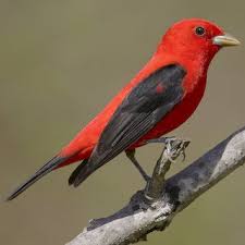 Black Bird With Orange Under Wings Scarlet Tanager Scarlet Tanager Pet Birds Beautiful Birds