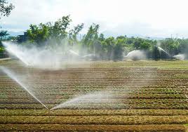 Chuyện cây sâm Bố Chính trên đất Quảng Bình - Báo Quảng Bình điện tử