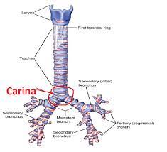 Where Does The Trachea Bifurcate Quora