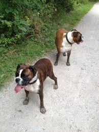 We are an independent boxer rescue organisation, with no involvement with boxer breeders or breed clubs. Hcbw Boxers Looking For Homes Home Facebook