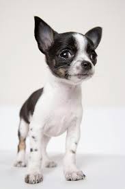 Apple Head Chihuahua Black And White Chihuhua Puppy We Had A Black And White Named Lady Bird Named After Lady Bird Johnson Chihuahua Puppies Chihuahua Puppies