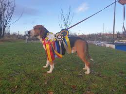 Currently there is only one breeder of akc/ukc registered hamiltonstovare in america. Hamiltonstovare Information Om Rasen Och Kennlar Skaffa Hund