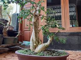 Kampung Bonsai Website Giriasih