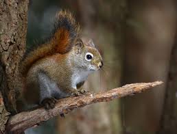 american red squirrel wikipedia