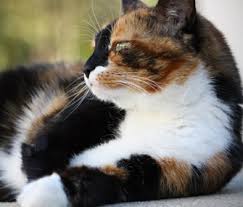 Have you ever wondered what color your fur would be if you were a cat? Is There A Connection Between Markings And Personality In Cats