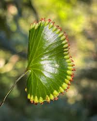 Image result for Hymenophyllum capillare