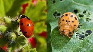 Another type of pest is the asian lady. Good Bug Bad Bug How Can You Tell The Difference