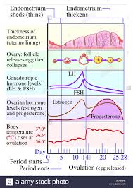 Female Period Cycle Chart Menstrual Cycle Calendar Detailed