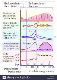 Female Period Cycle Chart Menstrual Cycle Calendar Detailed