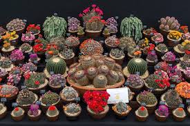 If you're in the area, i would highly recommend. Growing Passions Cacti At Southfield Nurseries Rhs Gardening