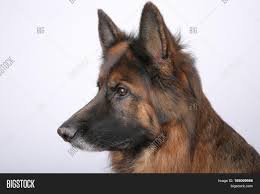That said, many dog lovers have questions when it comes to if and and with long, black hair? Long Haired German Image Photo Free Trial Bigstock