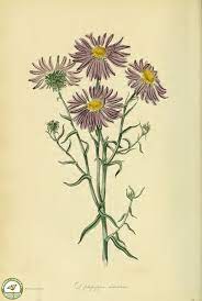Haplopappus Uncinatus Paxton S Magazine Of Botany And Register Of Flowering Plants Vol 2 1836 Flower Drawing Vintage Flowers Botanical Drawings