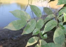 Image result for Crudia