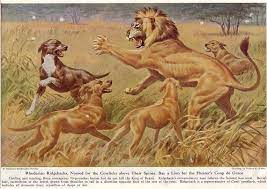 From A 1940s Natgeo Rhodesian Ridgebacks Surrounding A Lion Rhodesian Ridgeback Rhodesian Ridgeback Dog Lion Dog