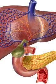 See more of the sphincter of oddi dysfunction awareness and education network on facebook. Sphincter Of Oddi Dysfunction Symptoms Diet And Relief