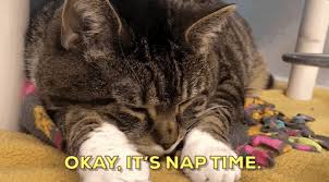 Join us as we are #savinglivestogether! New Trending Gif Online Cute Cat Cats Animal Kitten Tired Sleep Sleepy Sleeping Kittens Good Night Cute Cat Nap Nebraska Shelter Omaha Nap Time Napping Humane Humane Society Nebraska Humane Society Animal