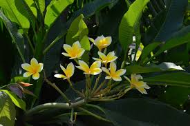 Di bali, bunga ini dikenal dengan sebutan bunga jepun (nerium oleander l). Tanaman Hias Peneduh Berbunga Indah Plumeria Alias Bunga Kamboja Yang Rajin Berbunga Planter And Forester