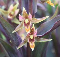 This is a selection of the stream orchid (e. Edelweiss Perennials Epipactis Gigantea Serpentine Night X Large