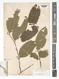 Image result for Holarrhena floribunda