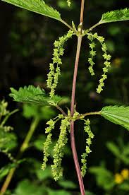 Image result for Urticaceae
