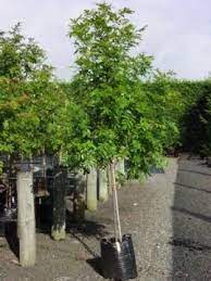 The home came with plenty of bulbs that we enjoy from late winter through summer, but there are not a lot of evergreen plants. Titoki 45 Litre Evergreen Garden Native Garden Small Garden Evergreen Trees