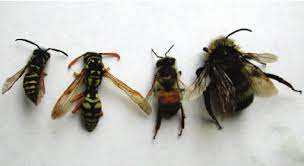 This is why the bumble bee and honey bee are named differently. Yellowjacket Paper Wasp Honey Bee And Bumble Bee Left To Right Download Scientific Diagram