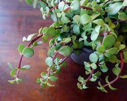 Elephant Plant Is A Succulent That Grows As A Small Bush A Few Rules On How To Care For Elephant Bush Will Help Yo Elephant Plant Plants Succulent Landscaping
