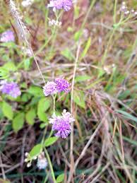 Image result for Vernonia anthelmintica