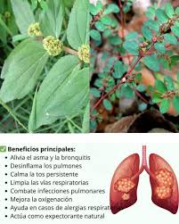 Euphorbia Hirta: Descubre Los Increíbles Beneficios Y Usos Que No Conocías  De Esta Planta Medicinal