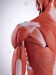 Ready to test your knowledge on those muscles? Shoulder Muscle Anatomy Stock Photos Offset